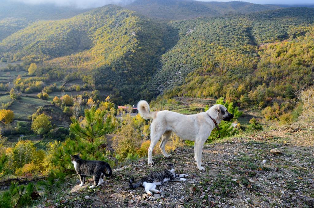 Cabană Kure Dag Evi
